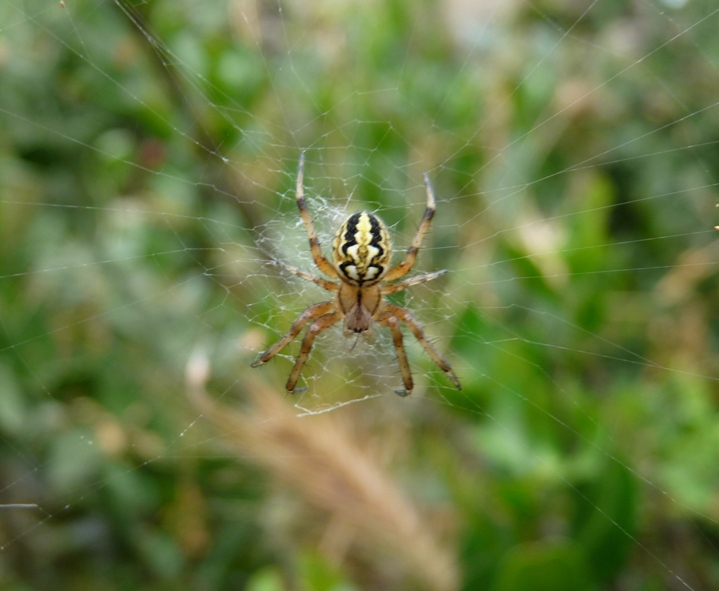 Oxyopes sp.